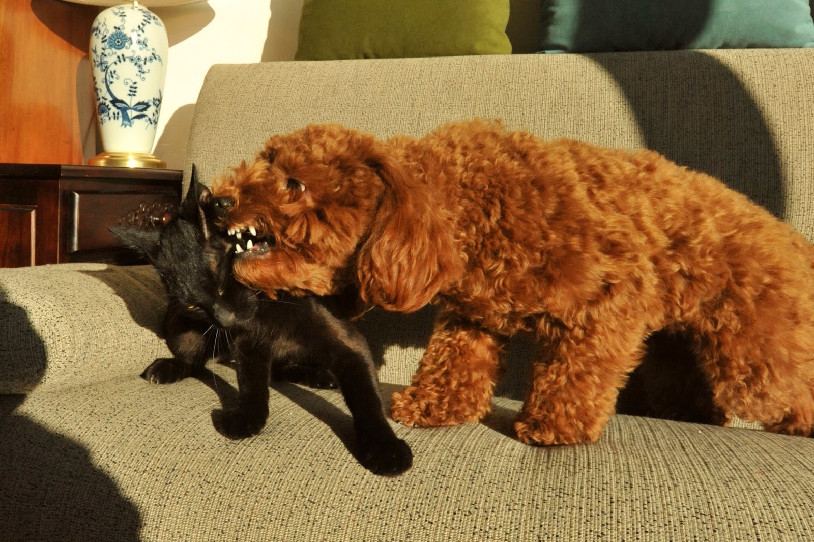 black cat and brown poodle dog