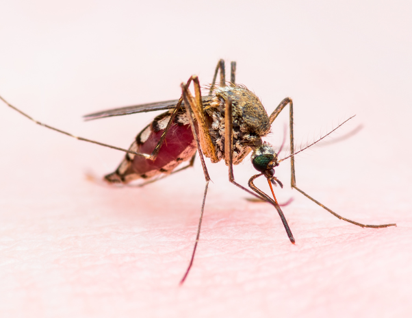 Anopheles Mosquito: The Vector of Malaria