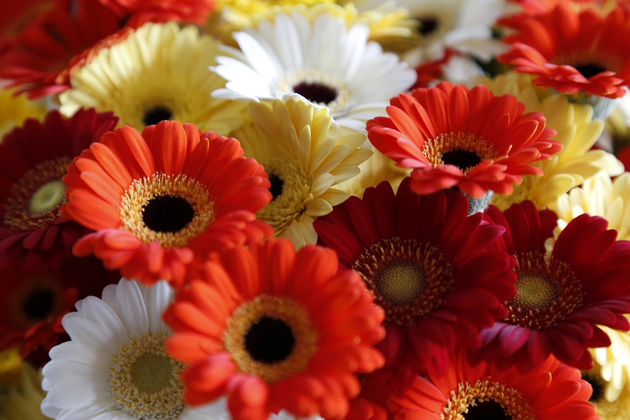 Gerbera daisies are the best flowers to grow in Florida