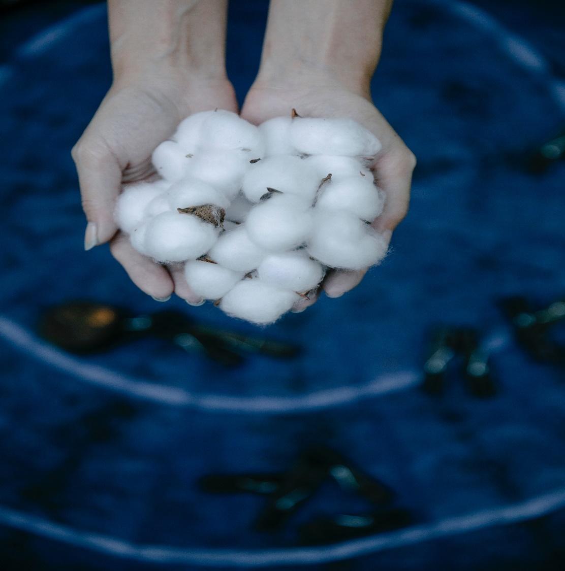 A close-up of a hand holding a bunch of cotton pods.

Description automatically generated with low confidence