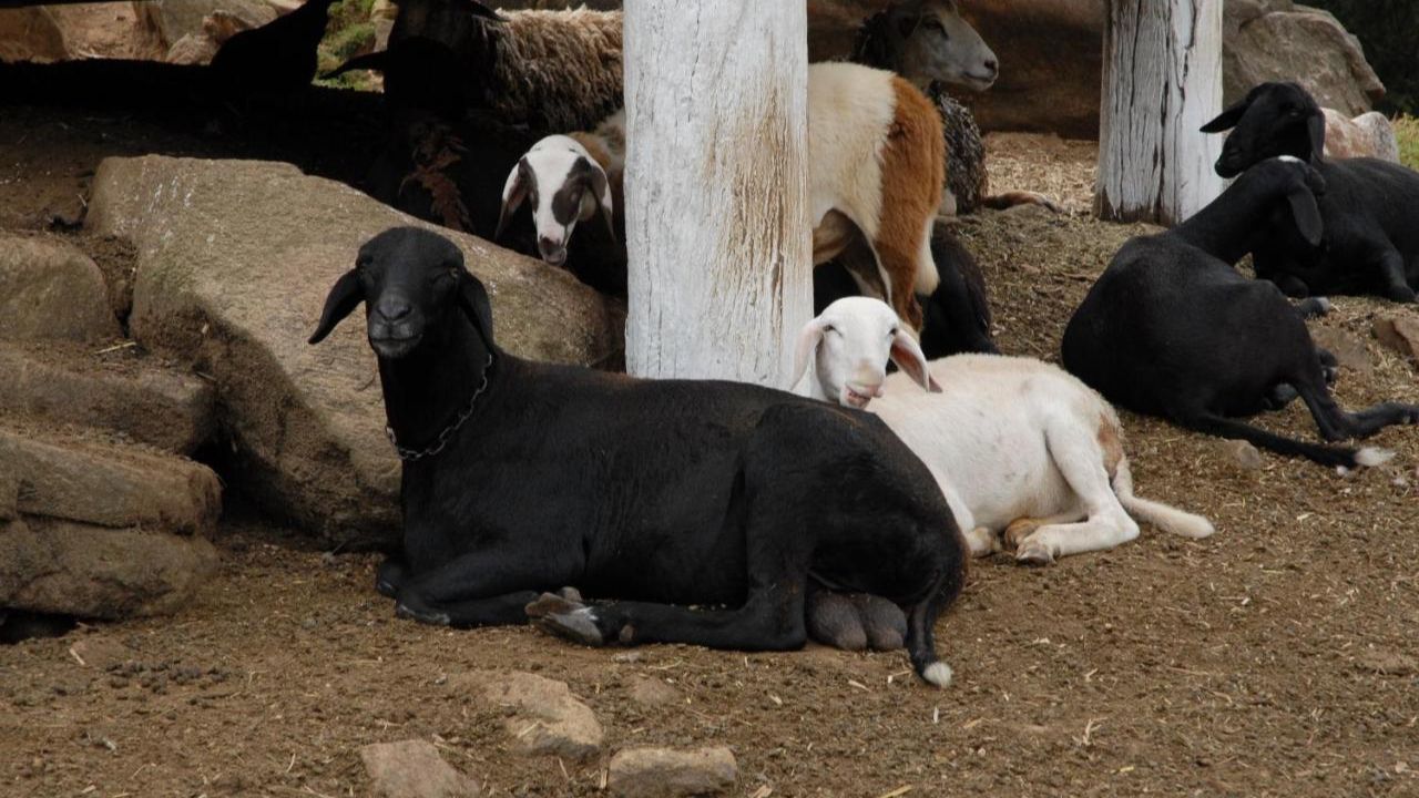 Foto divulgação: Hotel Fazenda Village Montana