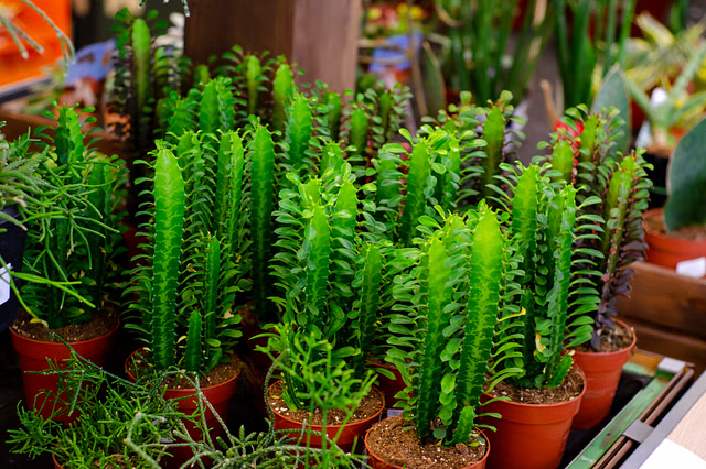 African Milk Tree (Euphorbia trigona)