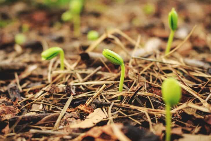Why are my pumpkin seeds not germinating