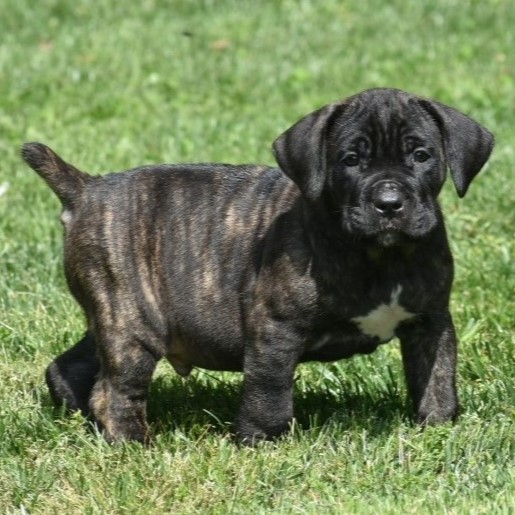 cane corso