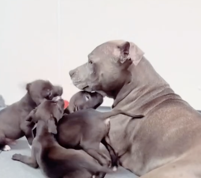 Rescued Puppies Melt Hearts As Surrogate Dog Bonds Instantly With Orphans