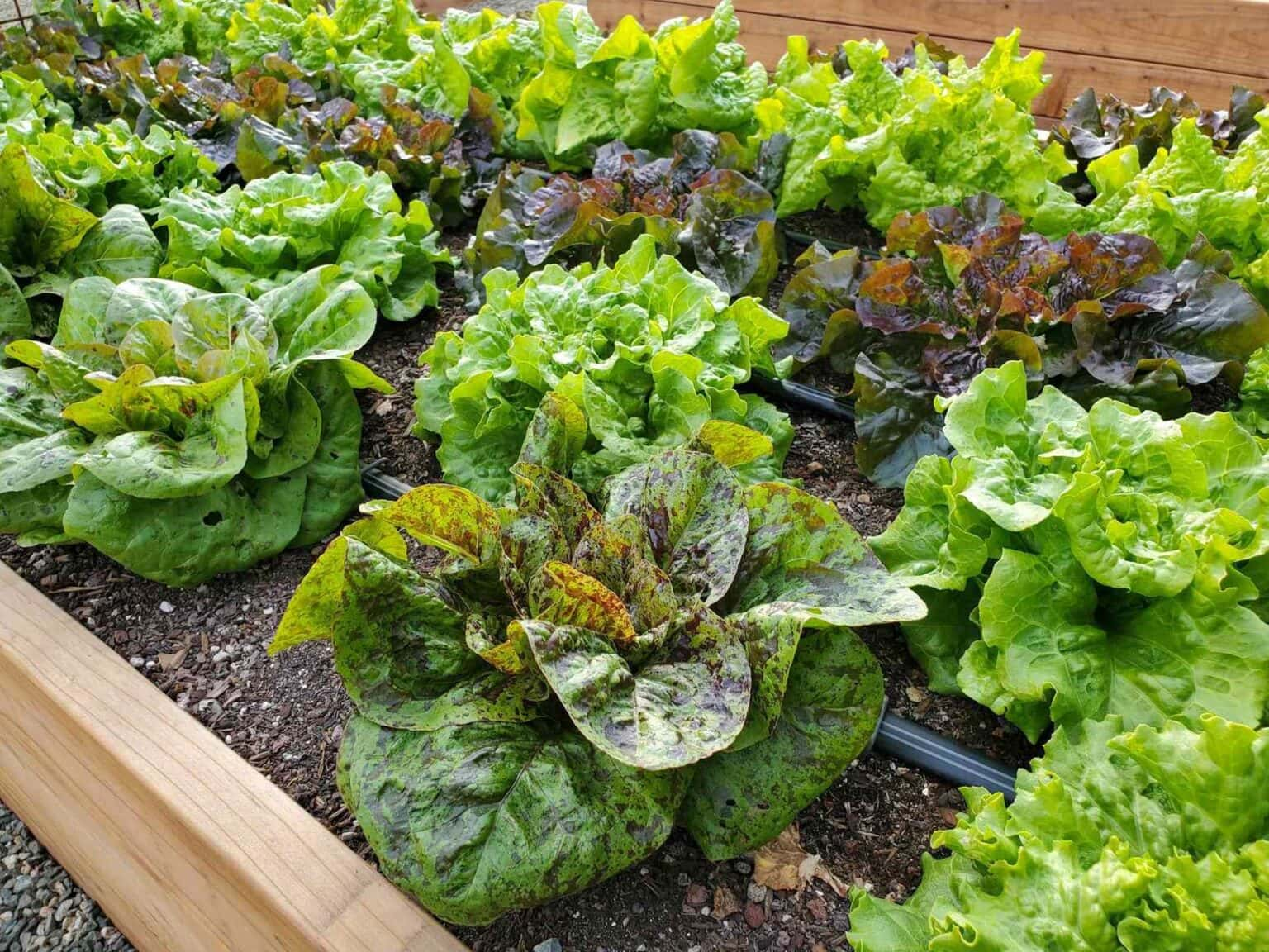 How long does it take your lettuce plant to grow back
