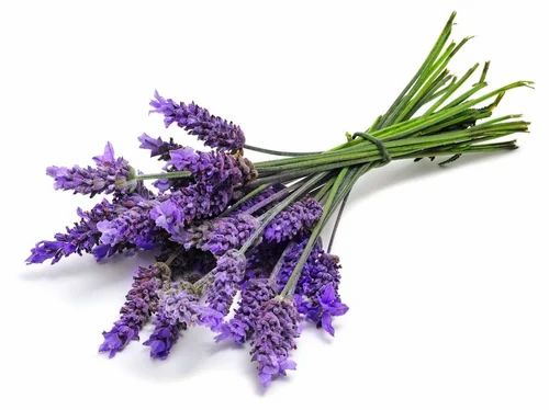 Natural Violet Dry Lavender Flower, Pack Size: 10 Kgs