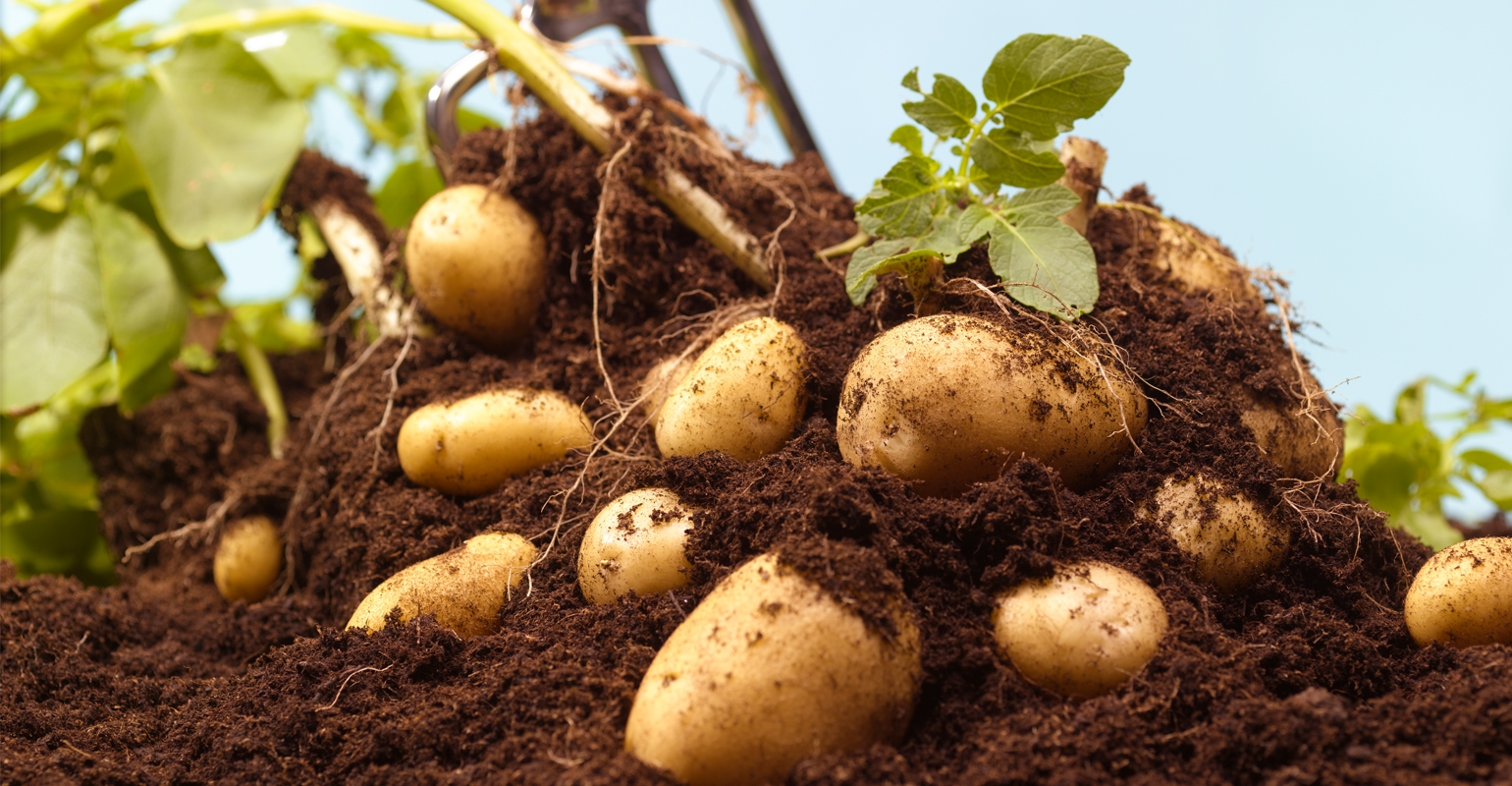 Preparing Your Garden for Winter Cultivation