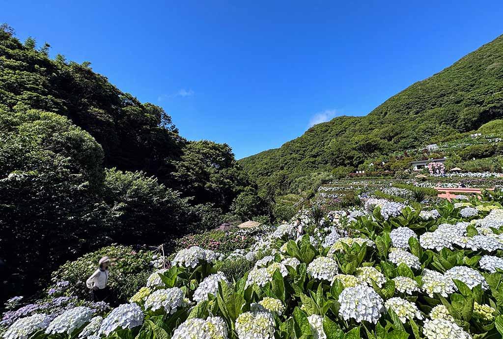 曹家-繡球花