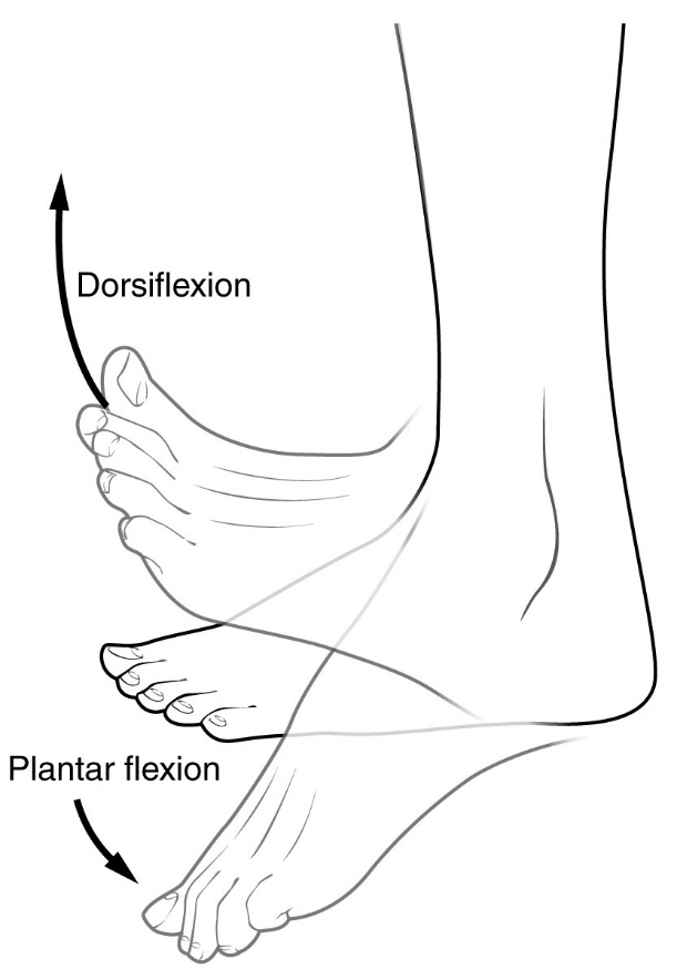 A free-use diagram from Wikipedia of a foot showing the difference in motion between plantar flexion and dorsiflexion.