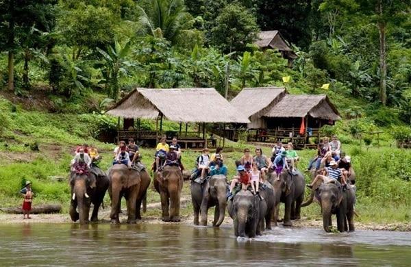 Khám phá công viên voi Chiang Mai bằng tour cưỡi voi qua sông