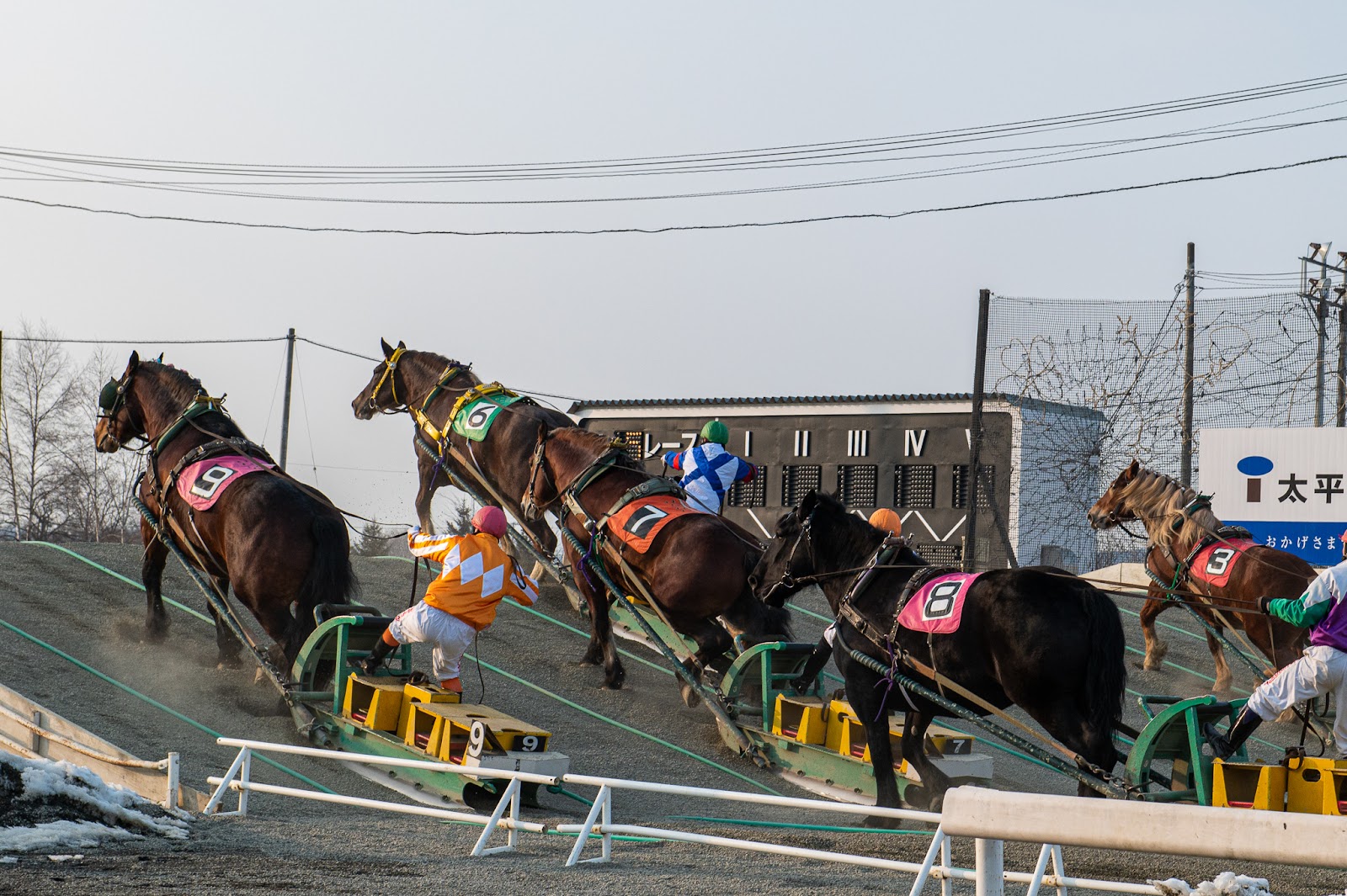 3、【十勝｜帯広市】迫力満点！巨大な馬のパワー「ばんえい十勝 帯広競馬場」