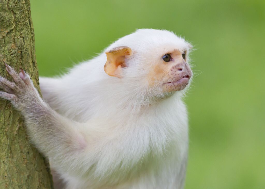 Silvery Marmosets