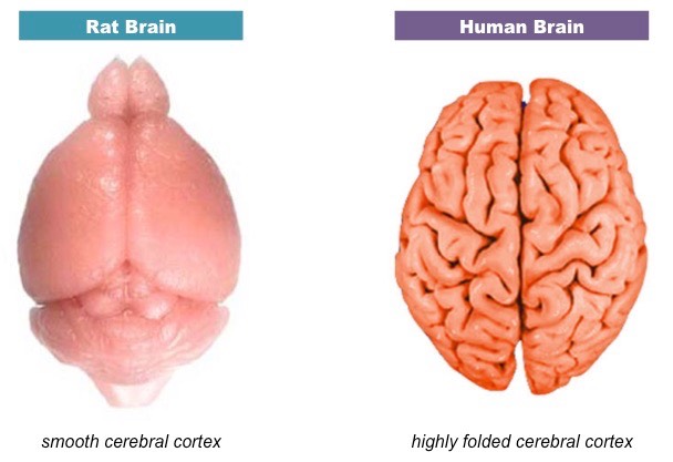 cortex comparison