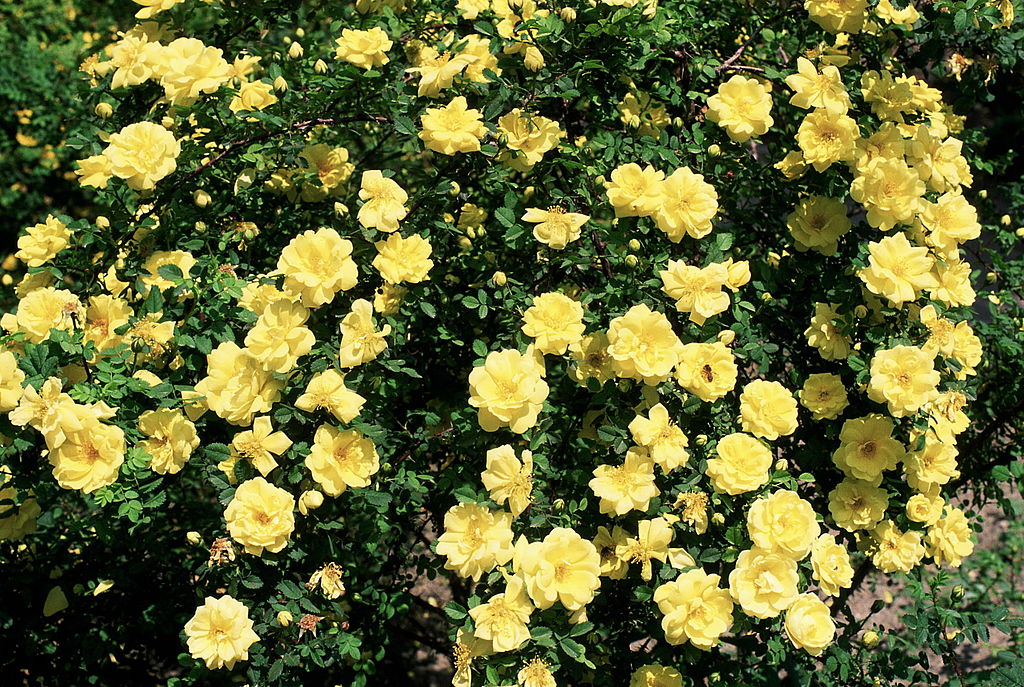 yellow rose bush