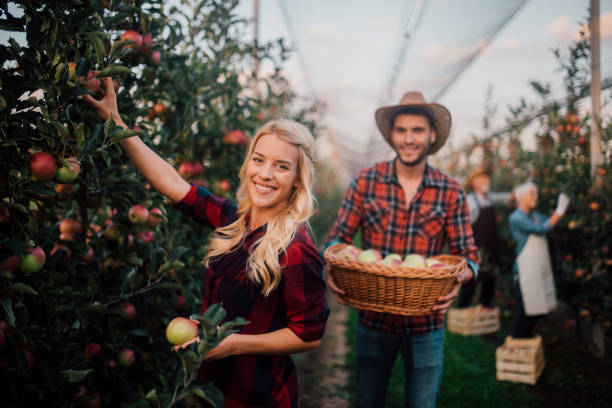 Pick apples together