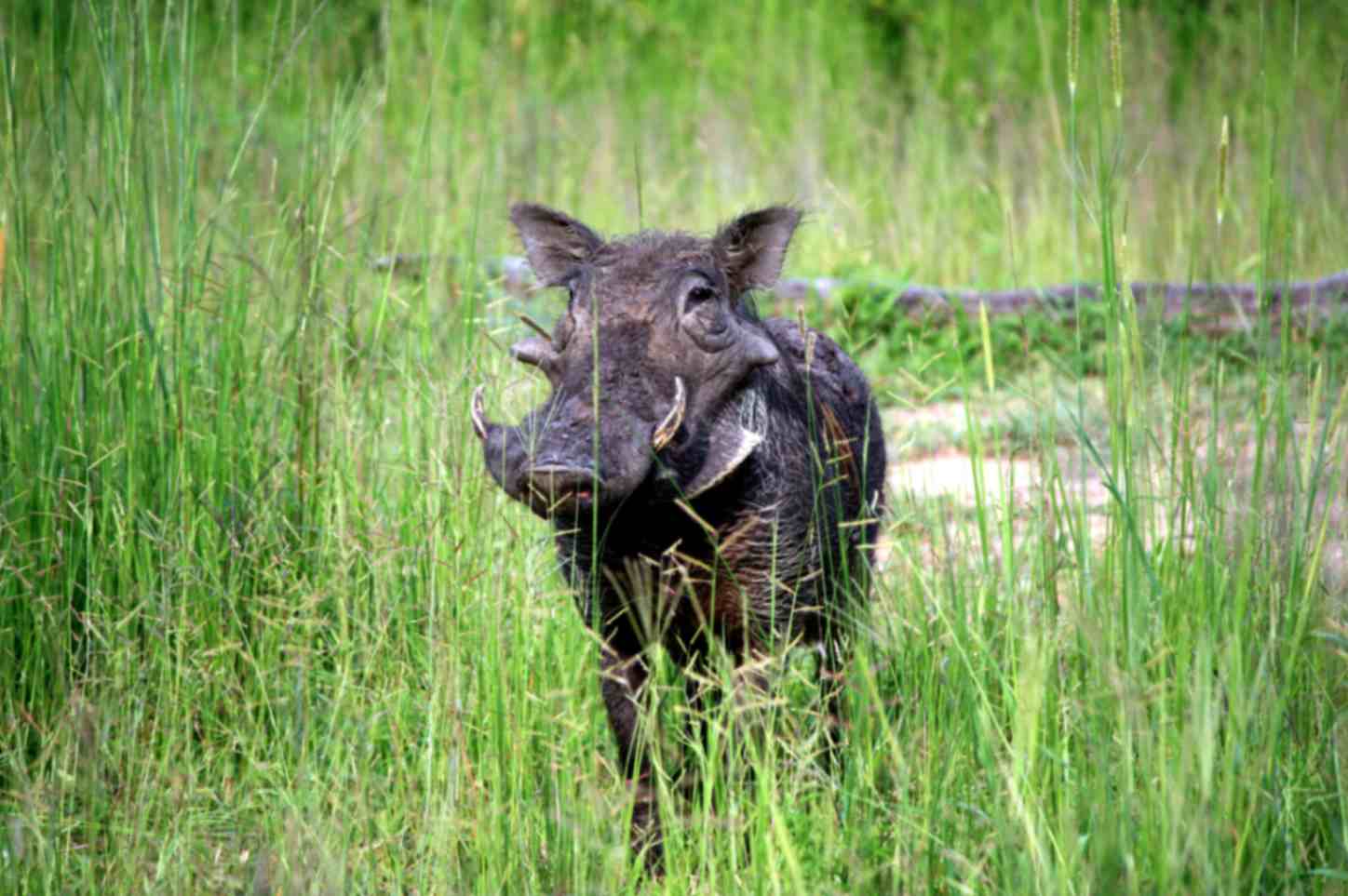 warthog is one of the most fearless animals from the Chobe national park