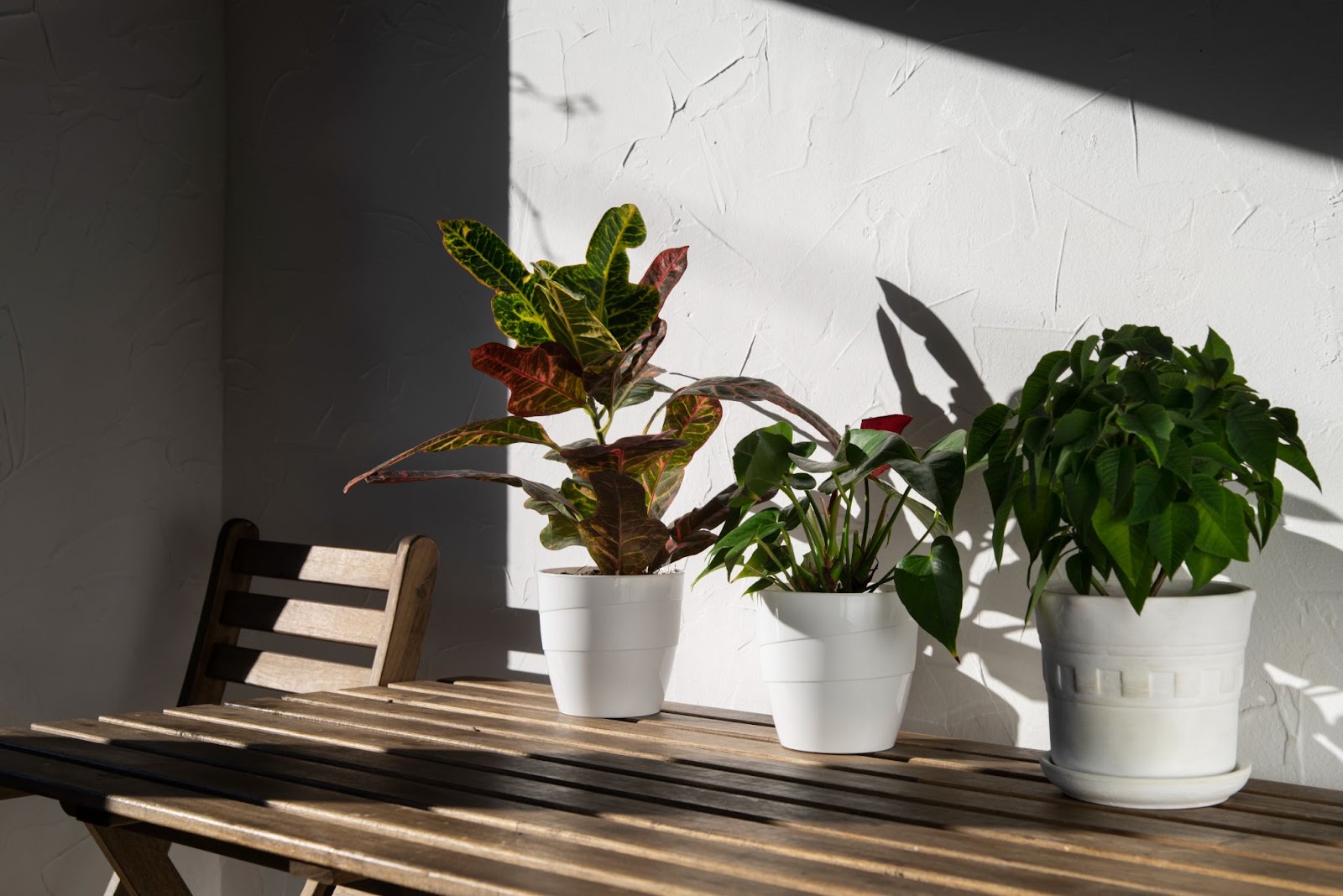 Drei verschiedene Zimmerpflanzen in weißen Töpfen auf einem hölzernen Gartentisch 