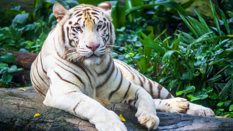 white tigers