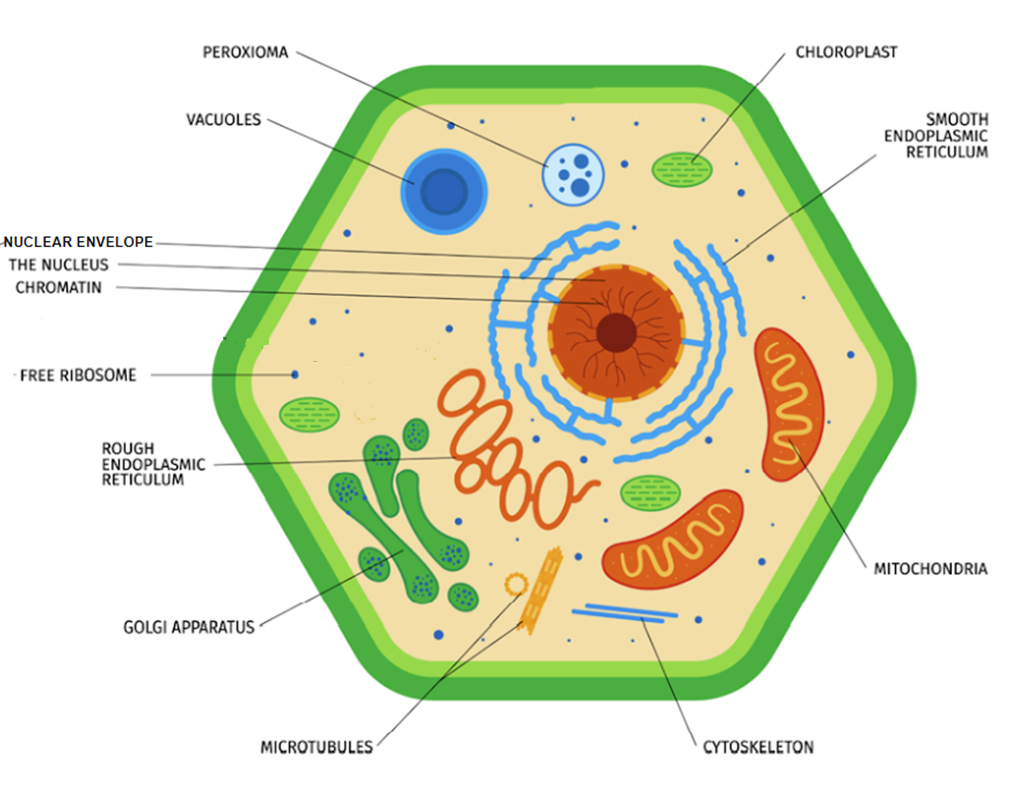 Plant cell structure a level biology - image 3