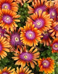 Ice plant 'Fire Spinner' Care (Watering, Fertilize, Pruning, Propagation) -  PictureThis