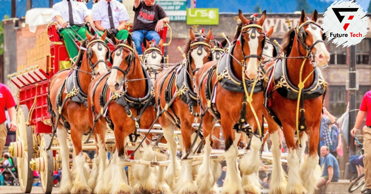 Does Owning a Clydesdale Horse Right for You?