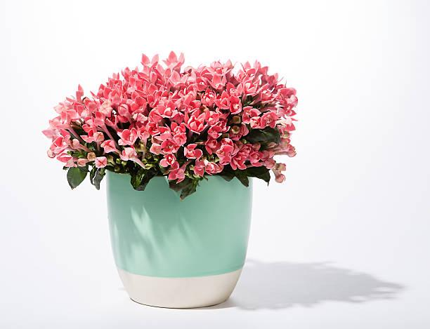 pink flowers in pot flowers