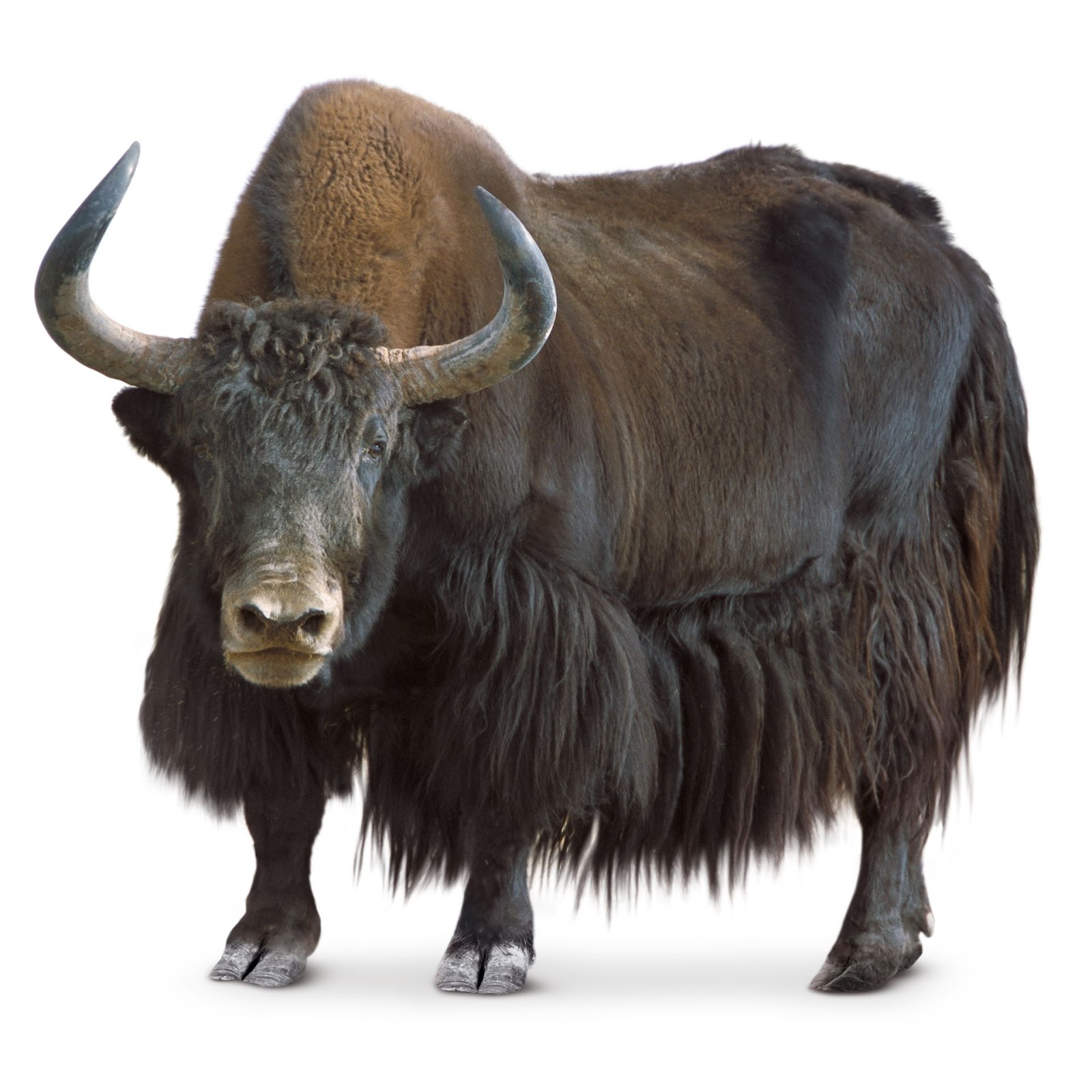 What Is A Yak | Where Do Yaks Live | DK Find Out