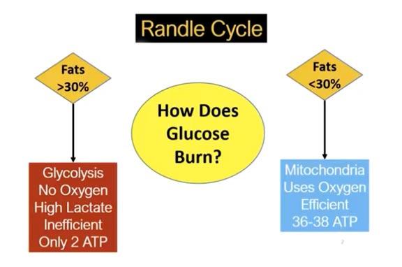 randle cycle