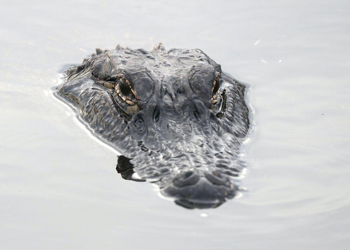 Alligator Winter Behavior and Habitat