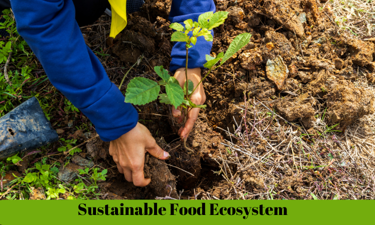 Nurturing a Sustainable Food Ecosystem