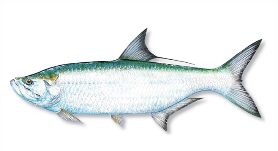 Florida Saltwater Fish - Tarpon Saltwater Fish