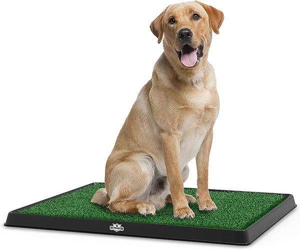 Photo of a Golden Retriever sitting on a pee pad