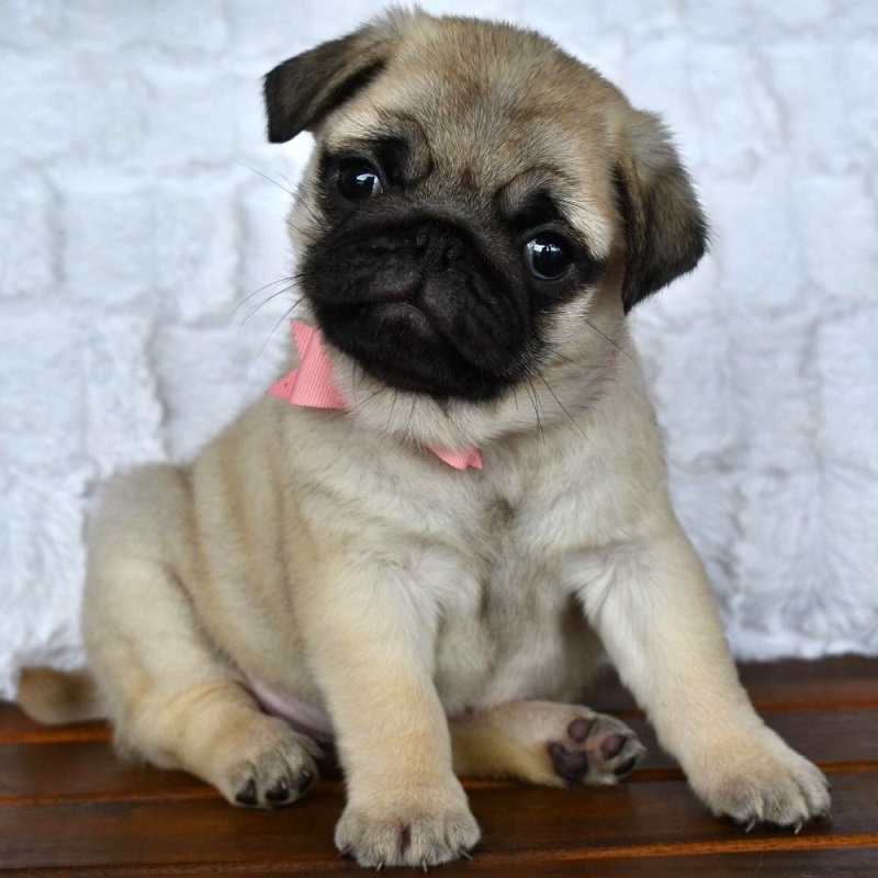 pug puppy