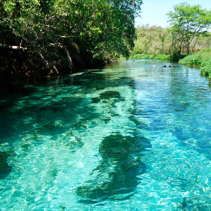Rio Sucuri Bonito MS: conheça esse paraíso natural escondido