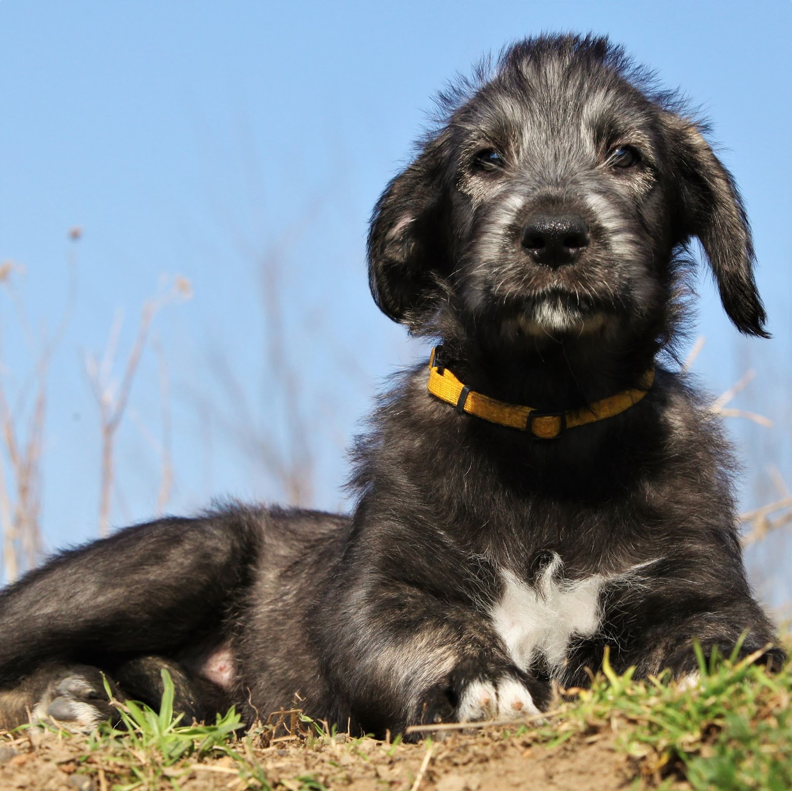 irish wolfhound