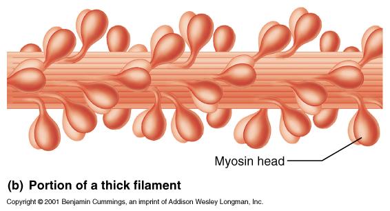 myosin