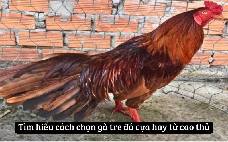 Tìm hiểu cách chọn gà tre đá cựa hay từ cao thủ