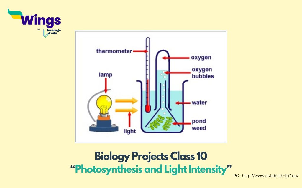 Biology Class 10 Project: Photosynthesis and Light Intensity 