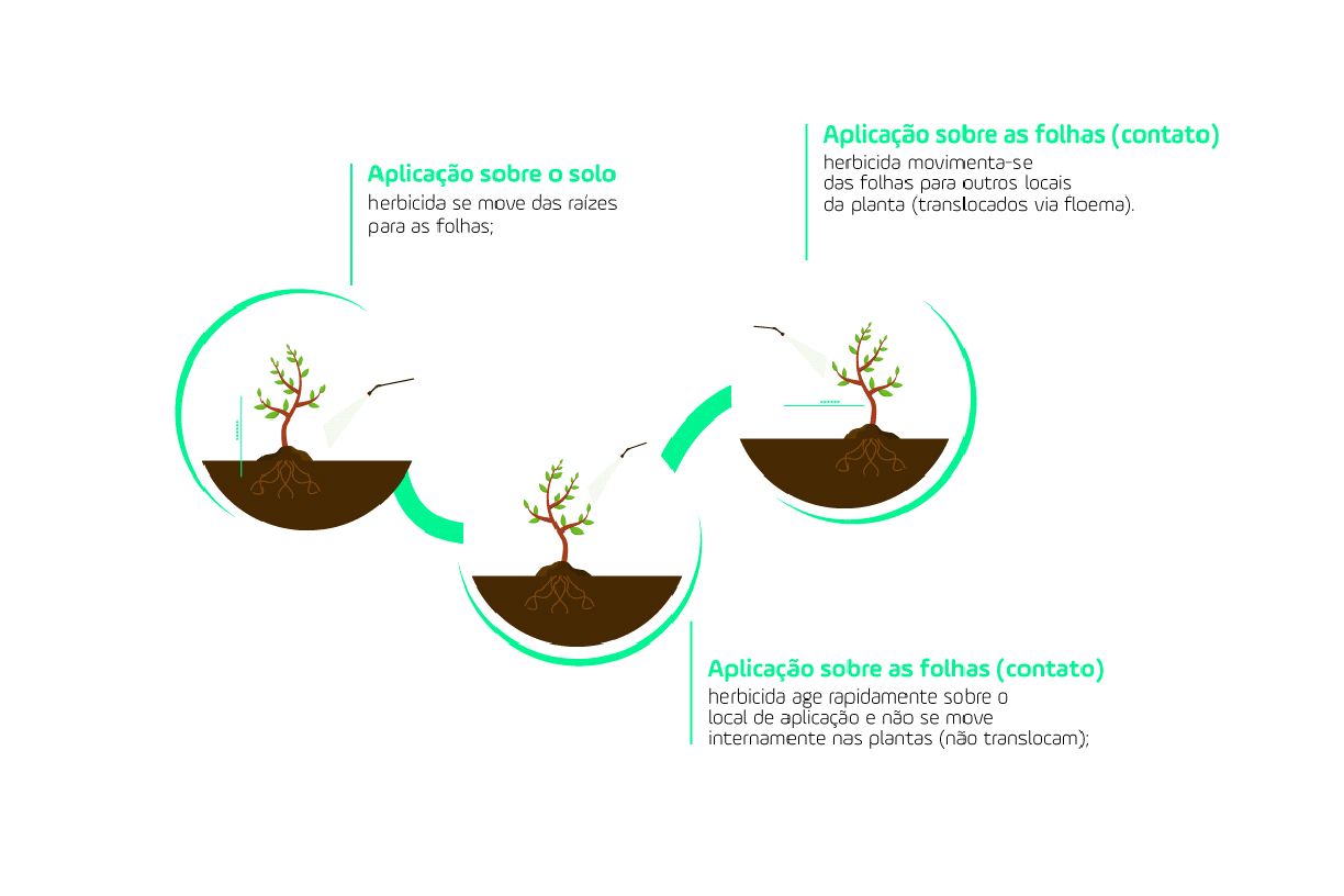 entenda as diferenças entre os principais tipos de herbicidas na dessecação pré plantio  do trigo