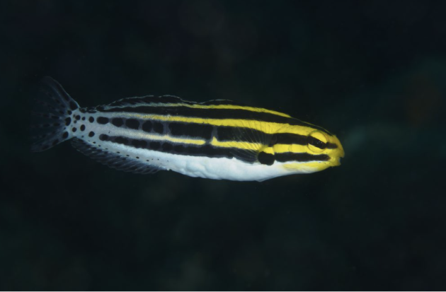 stripe black and yellow fish, Wrasses saltwater fish