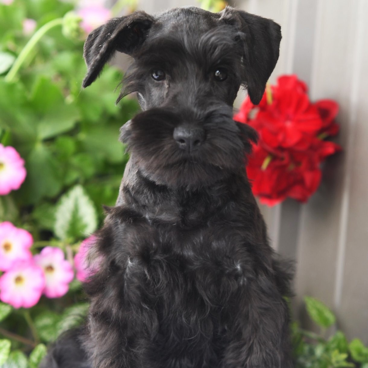 black miniature schnauzer puppy
