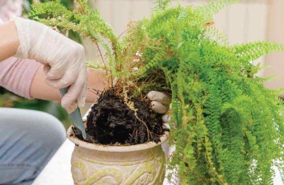 Transplanting Ferns From Land to Pot