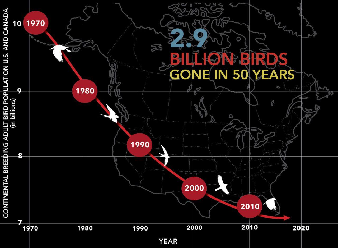 2.9 Billion birds gone. Graphic by Jillian Ditner.