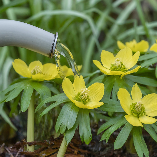 Caring for Your Christmas Aconites