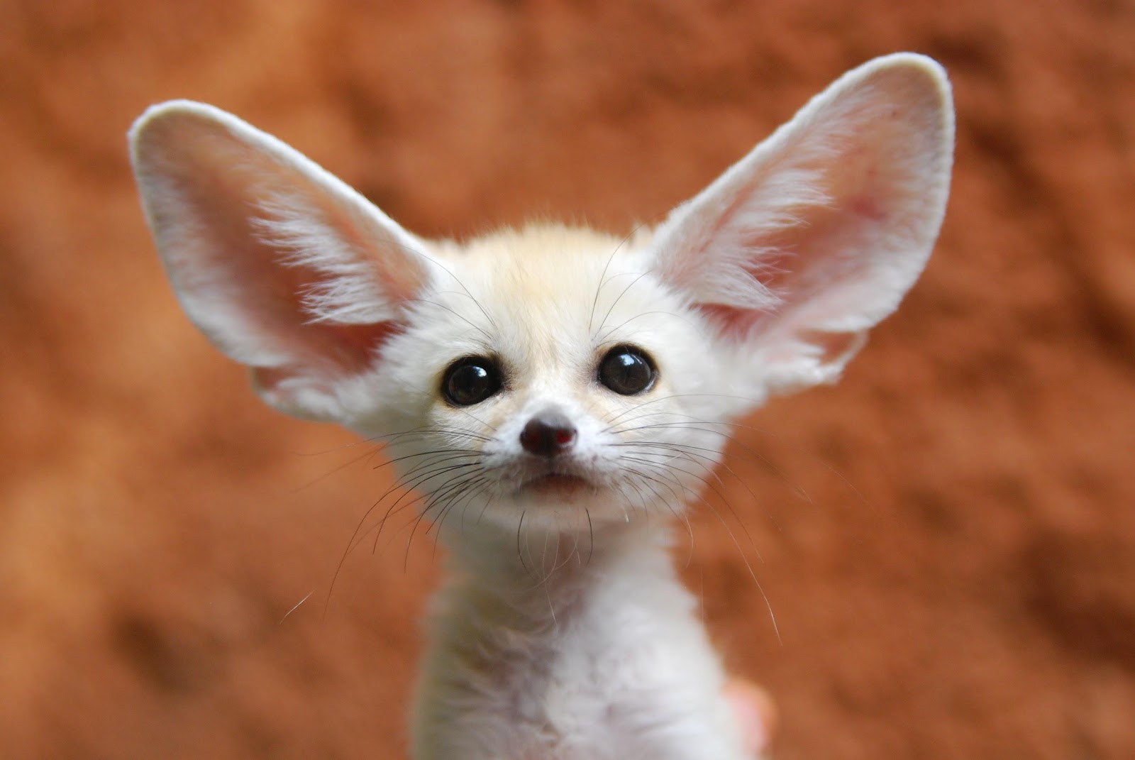 Keeping and Caring for Fennec Foxes as Pets
