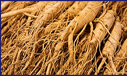 Ikaria Lean Belly Juice Ingredients Panax Ginseng