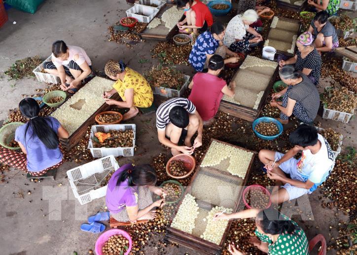 https://image.bnews.vn/MediaUpload/Org/2018/08/13/111023_lang-nghe-che-bien-long-nhan-o-thanh-pho-hung-yen.jpg