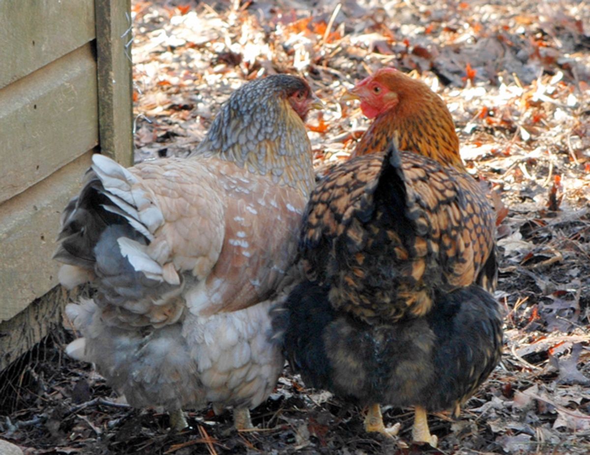 Understanding the Ominous Significance of Black Chicken Dreams