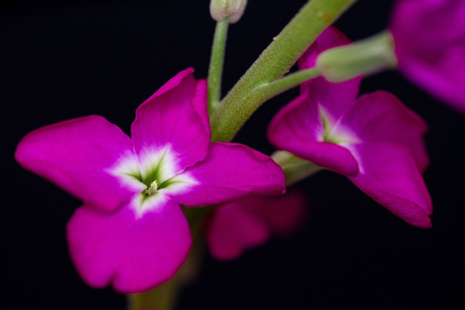 Geranium (Pelargonium spp.)